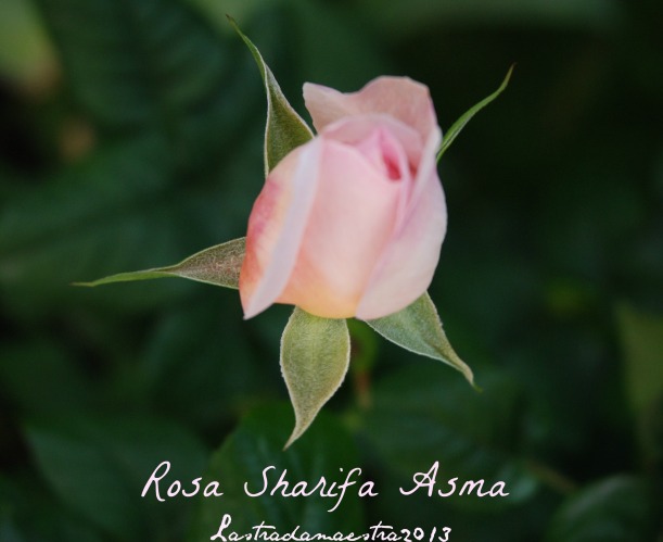 ROSA SHARIFA ASMA